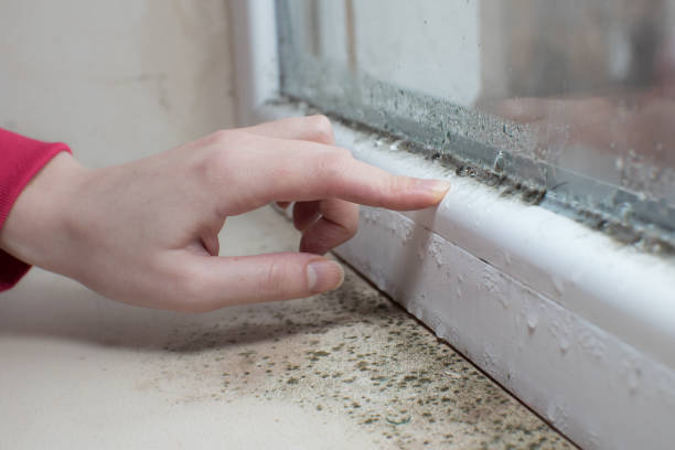 Best Mold Documentation for Insurance Claims  in West Miami, FL